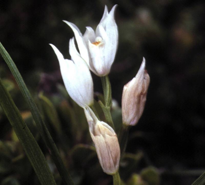 Cephalanthera longifolia (2)